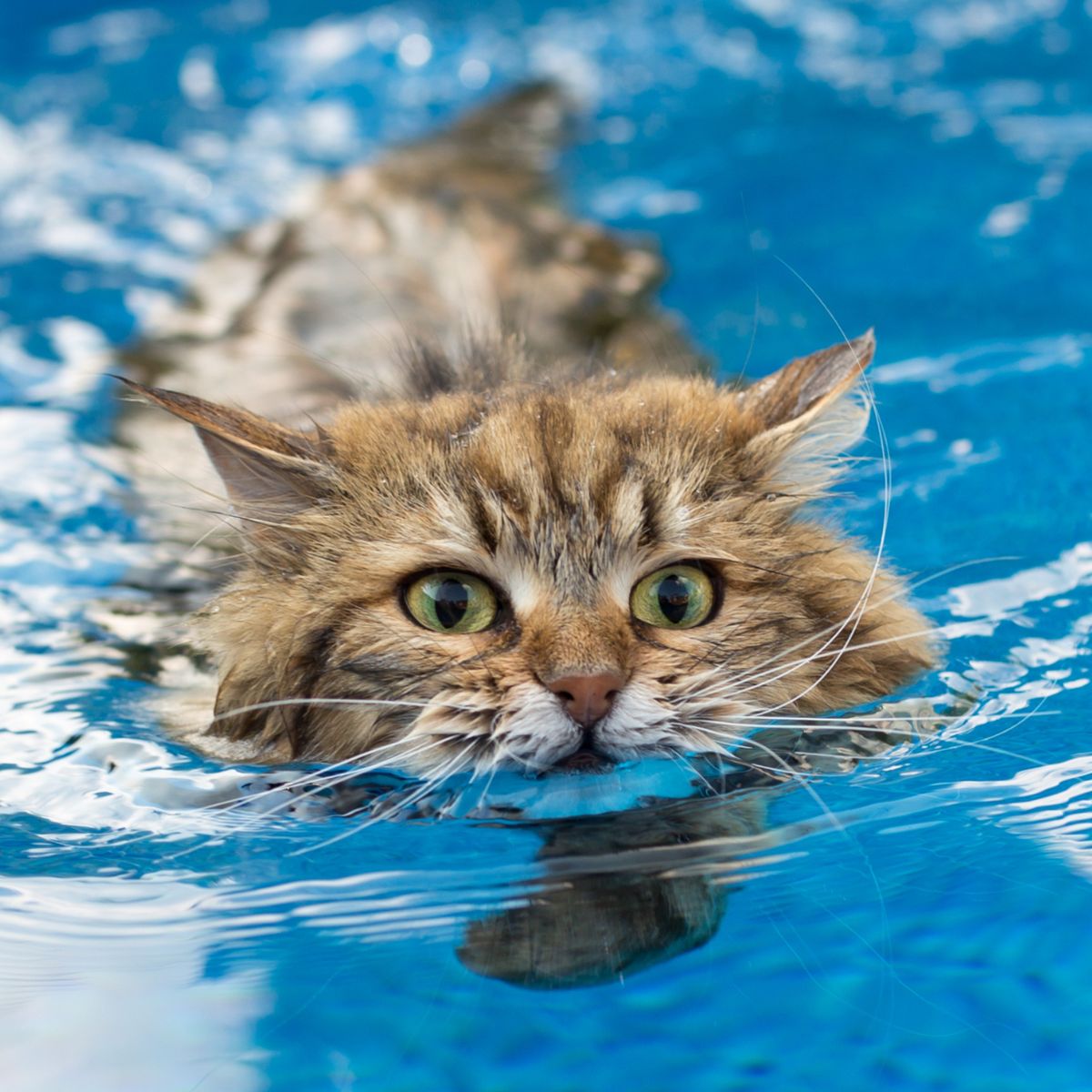 miksi kissat eivät tykkää uimisesta