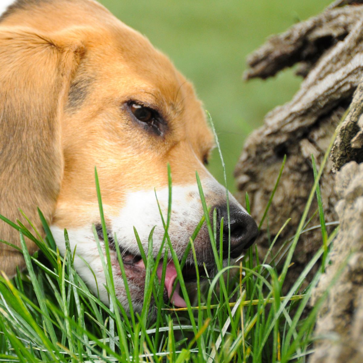 miksi koira syö ruohoa