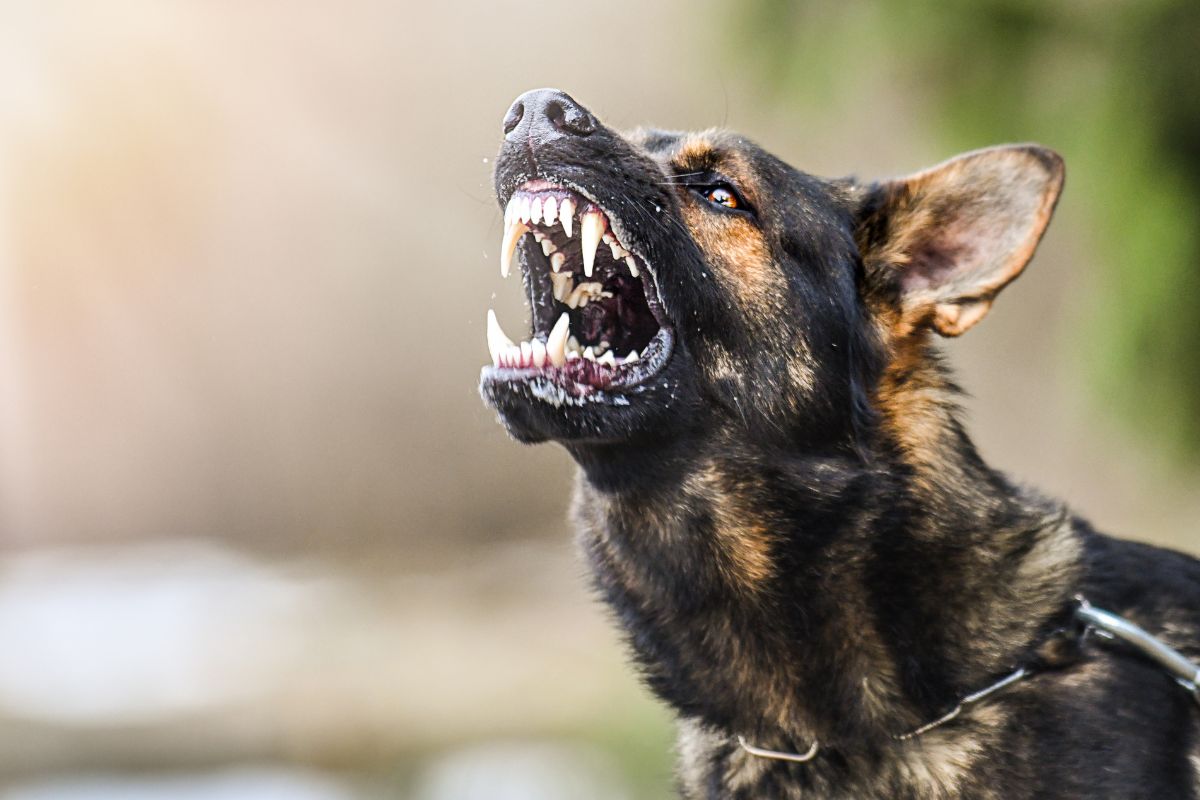 miten koiran suu huuhdellaan