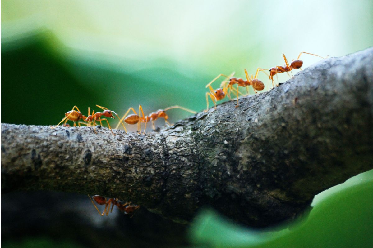 mitä muurahaiset syö